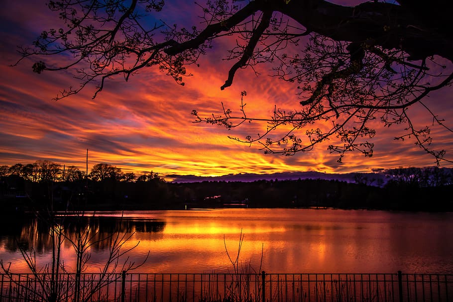 trees at golden hour, sunset, sky, cloud - sky, beauty in nature HD wallpaper