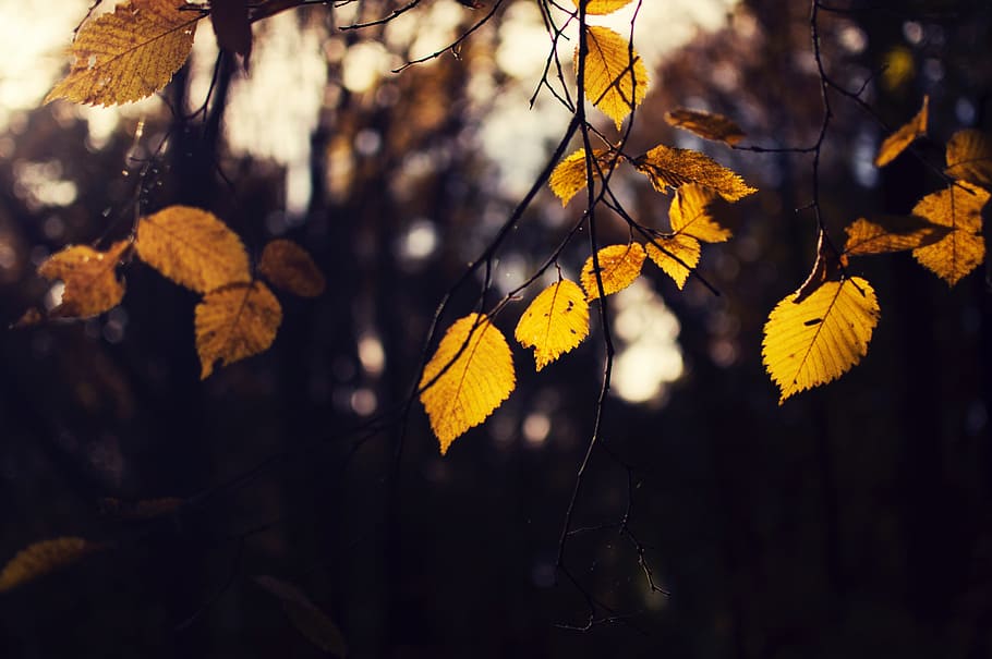 leaf, fall, autumn, trees, plant, forest, bokeh, blur, nature HD wallpaper