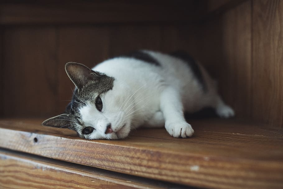 deafy, cat, kitty, sleepy, fat cat, sleepy kitty, nap, one animal HD wallpaper