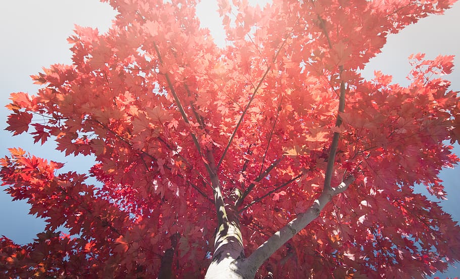 red-leafed tree, plant, maple, perspective, change, canopy, gratitide HD wallpaper