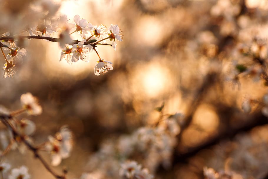 blossom, bloom, spring, flowers, white, petals, nature, fresh HD wallpaper
