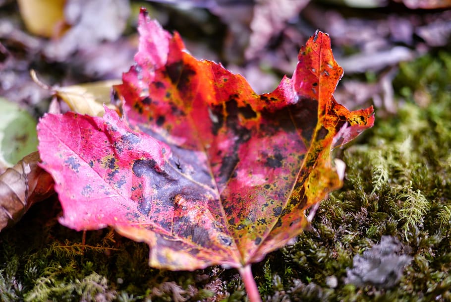woodland, tree, fall, red, autumn, moss, leaf, leaves, change HD wallpaper