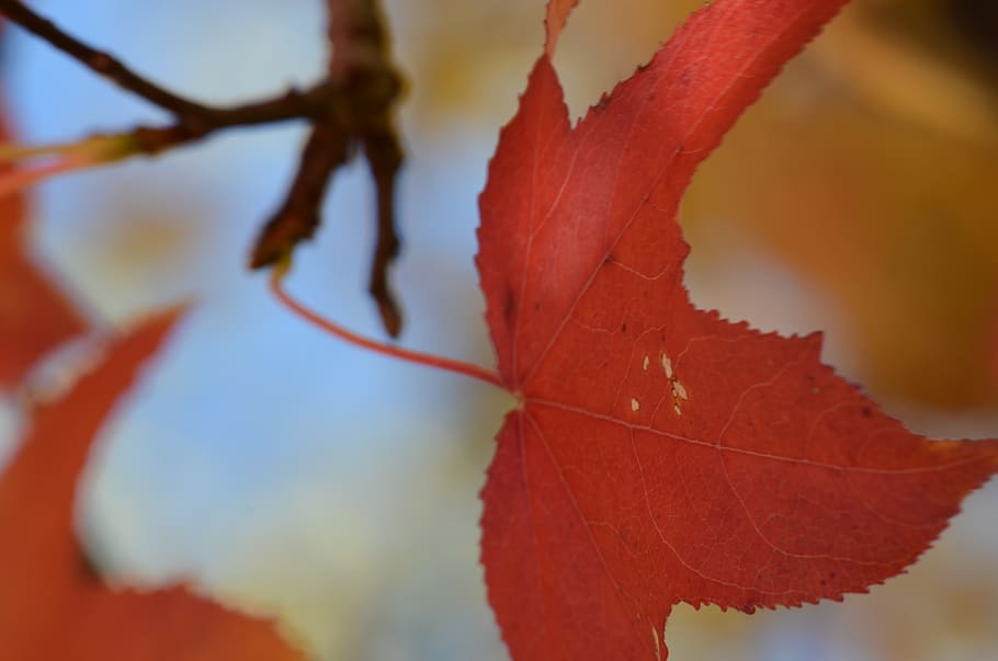 leaf, plant part, close-up, autumn, beauty in nature, focus on foreground HD wallpaper
