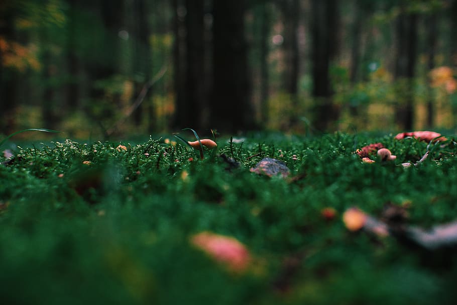 forest, field, trees, nature, mother nature, blossom, sunset HD wallpaper