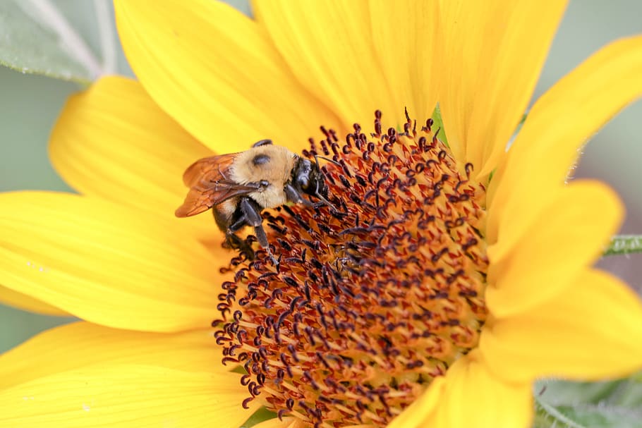 bee, flower, sunflower, yellow, flowering plant, animal themes HD wallpaper