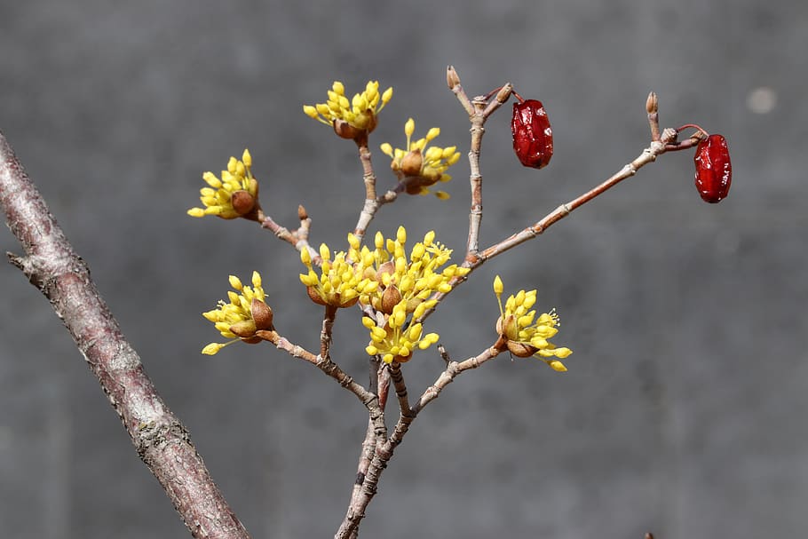 spring, spring flowers, nature, plants, beautiful, wood, garden HD wallpaper