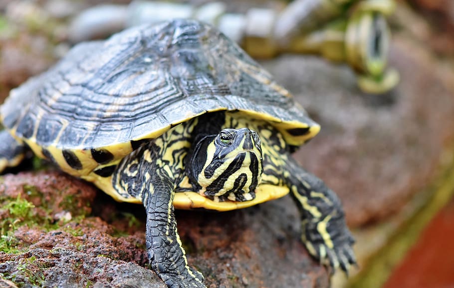 water turtle, reptile, tortoise shell, armored, pond, panzer HD wallpaper