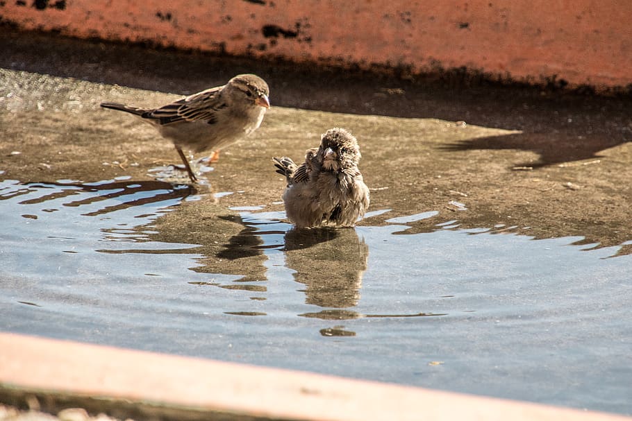 greece, kos, bird, bath, summer, water, animal themes, vertebrate HD wallpaper