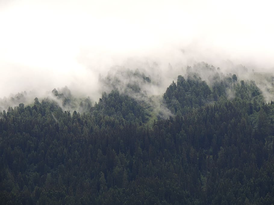 nature, landscape, green, trees, woods, forest, fog, travel HD wallpaper
