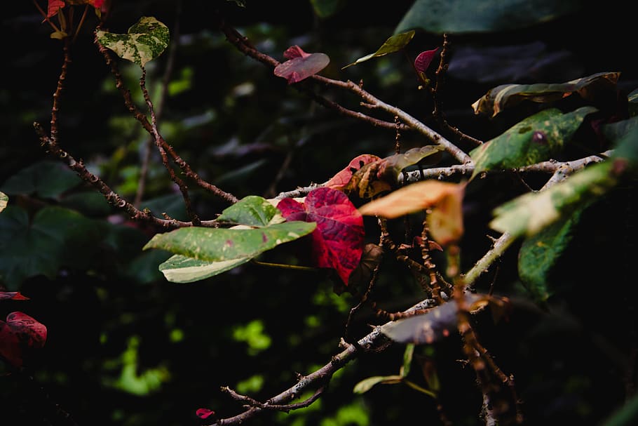 leaves, tree, nature, forest, plant, growth, beauty in nature HD wallpaper
