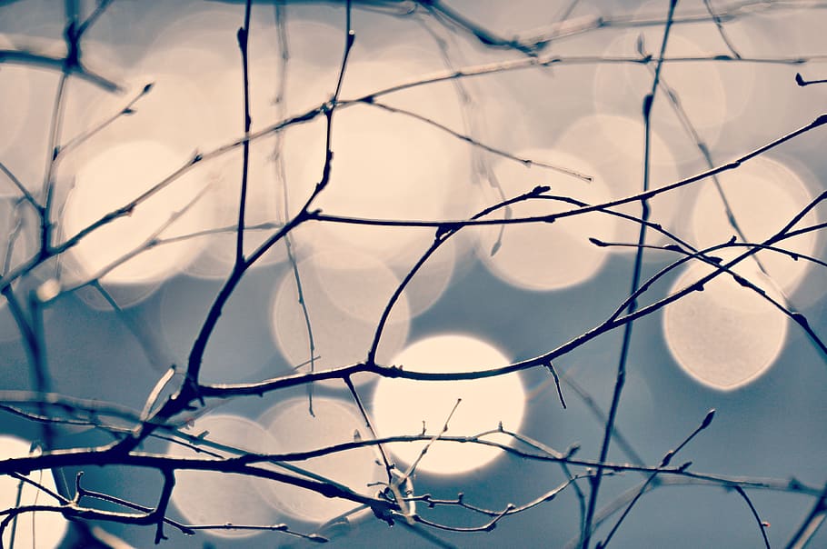 branch, bare branch, winter tree, network, bokeh, pastel, silhouette HD wallpaper