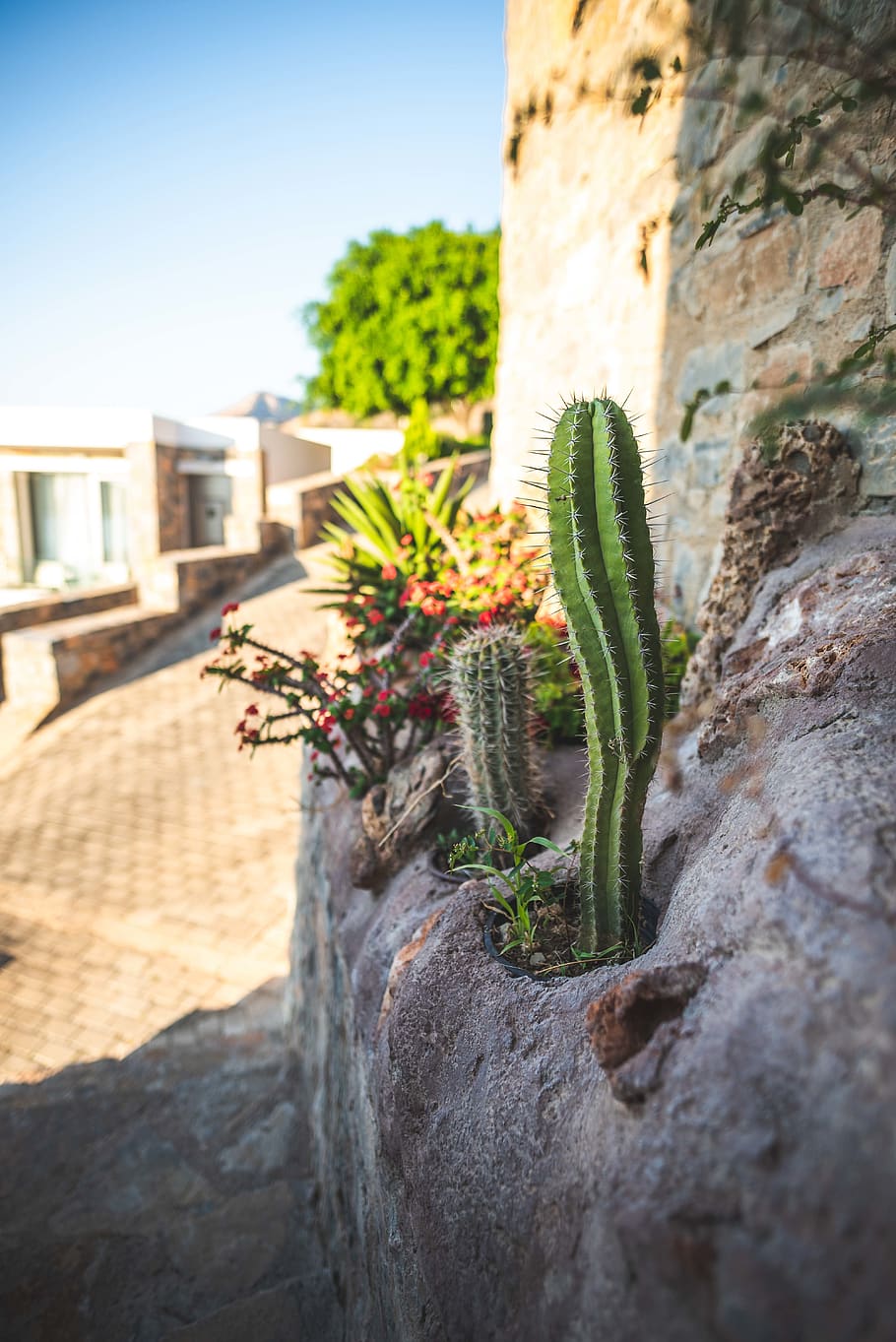 Green Cactus on Stones Near House, color, daylight, environment HD wallpaper