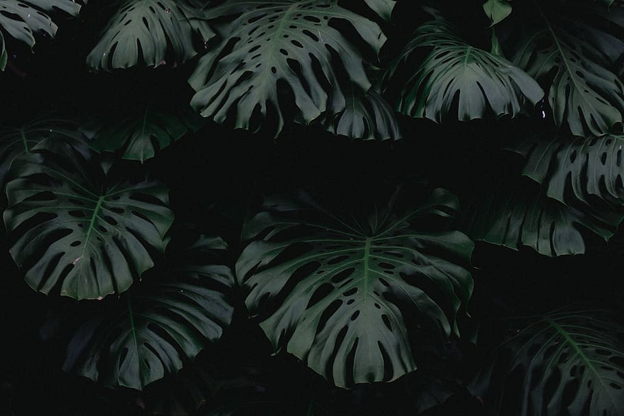 HD wallpaper: dark, green, leaf, plant, nature, blur, growth, green color |  Wallpaper Flare
