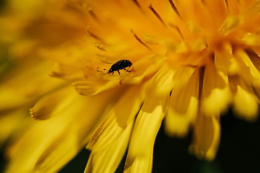 yellow, black, beetle, bug, dandelion, flower, spring, pollen HD wallpaper