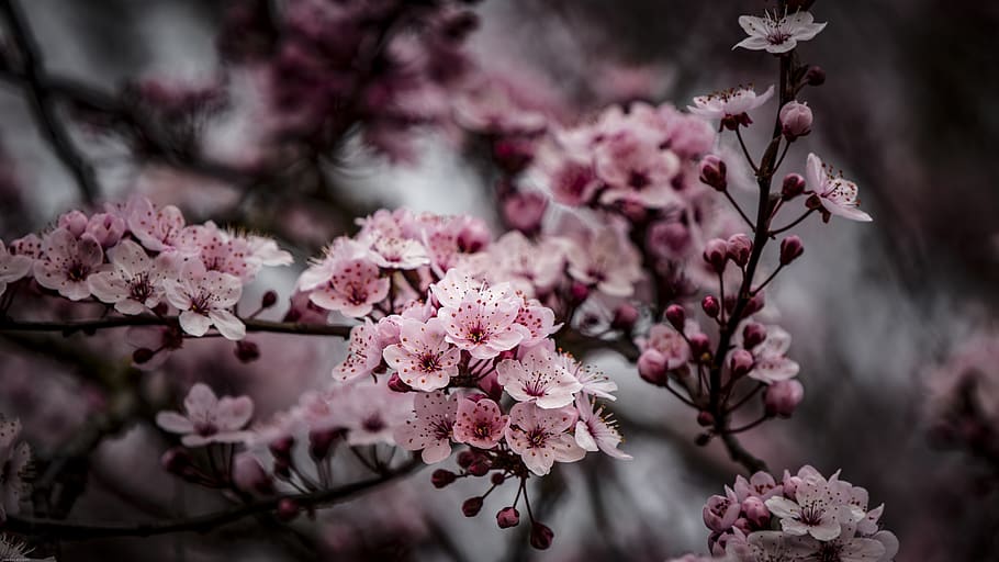 spring, nature, plant, summer, garden, pink, white, flowers HD wallpaper