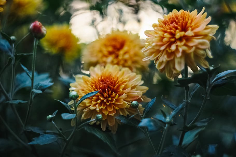 yellow flowers, flowering plant, fragility, vulnerability, freshness HD wallpaper