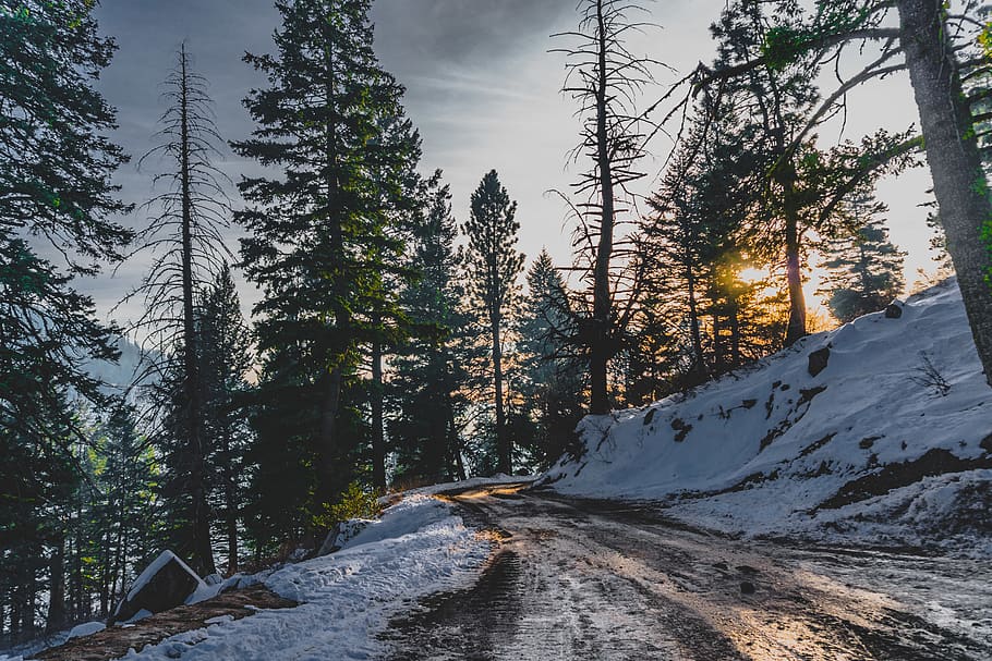 united states, bogus basin, snow, trees, forest, wet, sunset, HD wallpaper