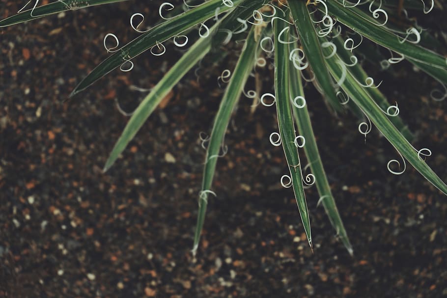 green plant, grass, canada, burlington, royal botanical gardens HD wallpaper