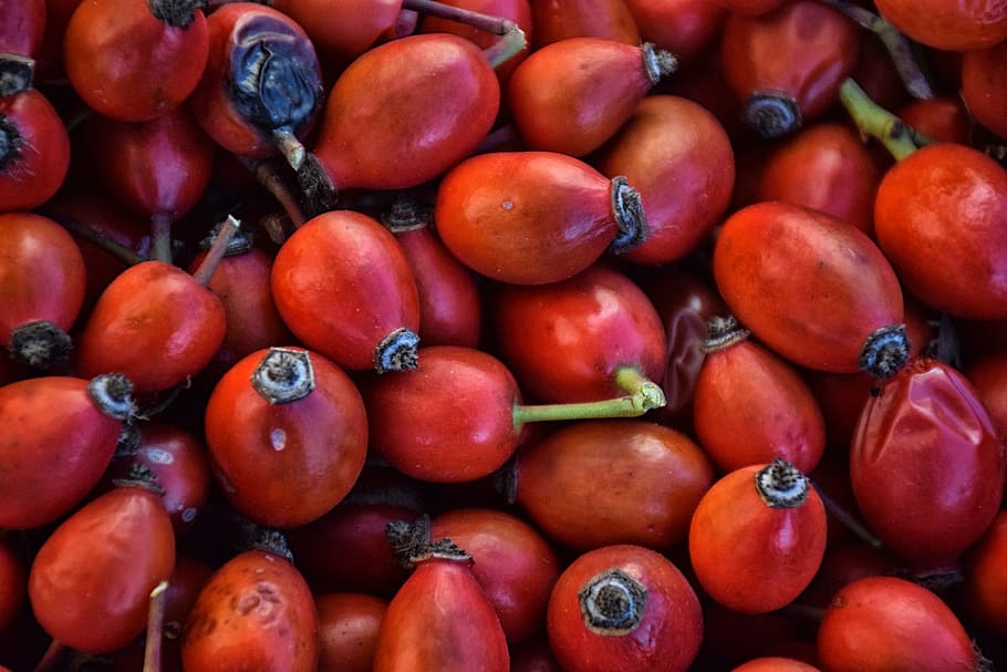 rose fruit, briar, shrub, food, medicine, plant, herb, vitamin HD wallpaper