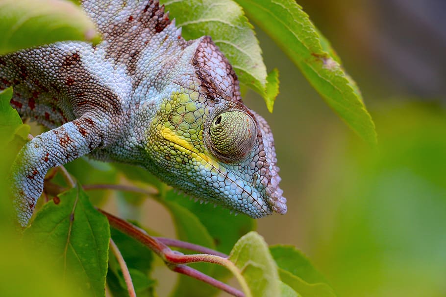 close view of chameleon, reptile, lizard, animal, iguana, green lizard