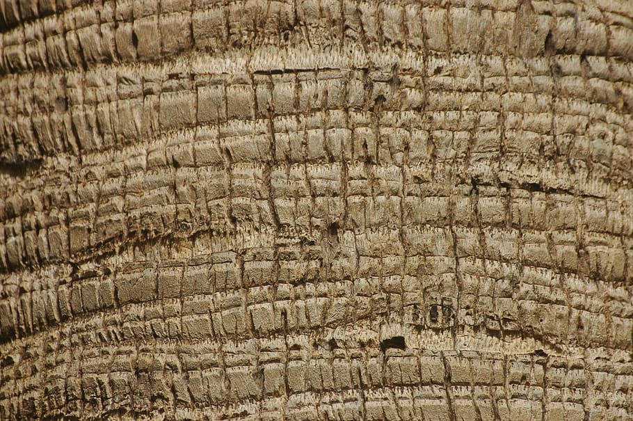 bark, tree, structure, nature, tribe, wood, log, plant, pattern HD wallpaper