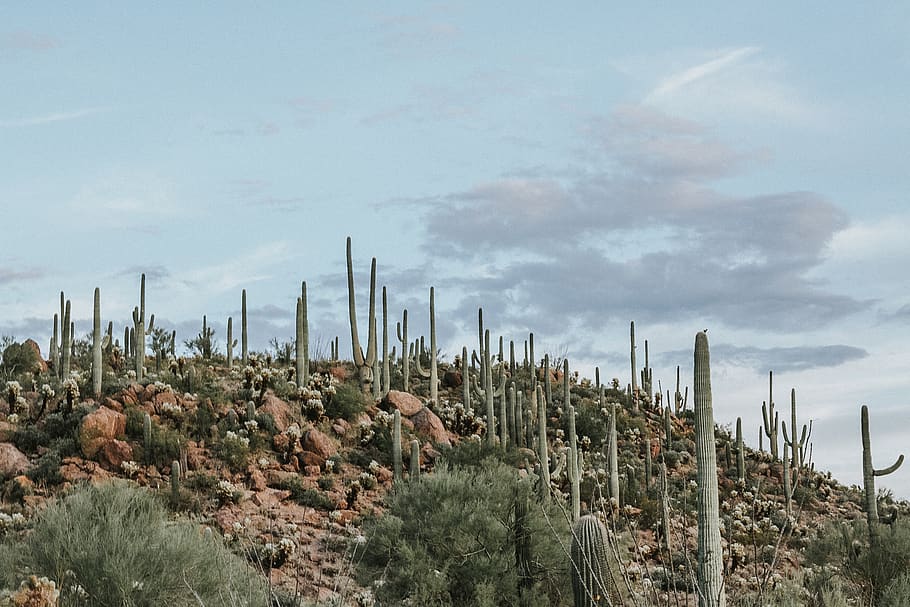 saguaro national park, united states, cactus, vintage desert, HD wallpaper
