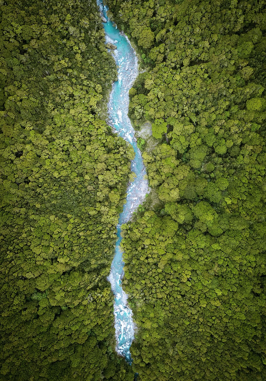 river between trees on daytime, plant, algae, outdoors, nature HD wallpaper