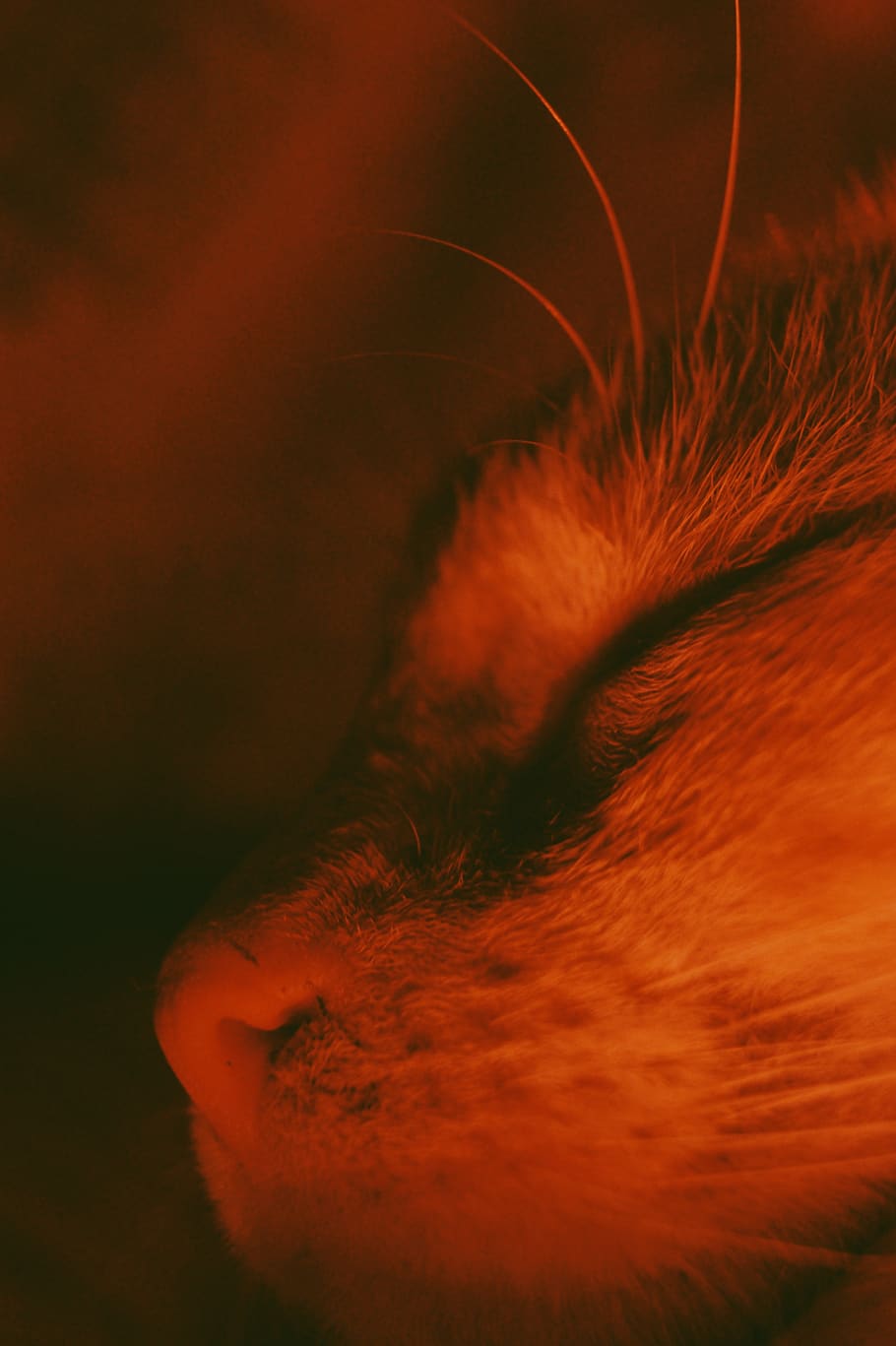 cat, red, orange, purple, one animal, animal themes, mammal HD wallpaper
