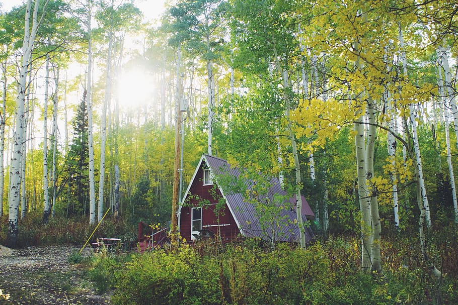 autumn, fall, cabin, nature, trees, forest, plant, growth, sunlight HD wallpaper