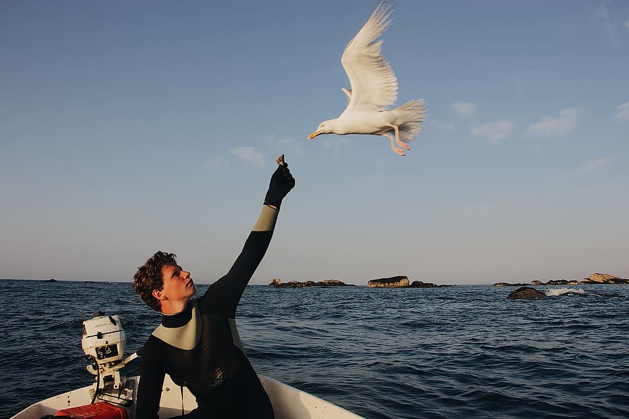 man feeding bird, animal, seagull, flying, human, person, boat HD wallpaper