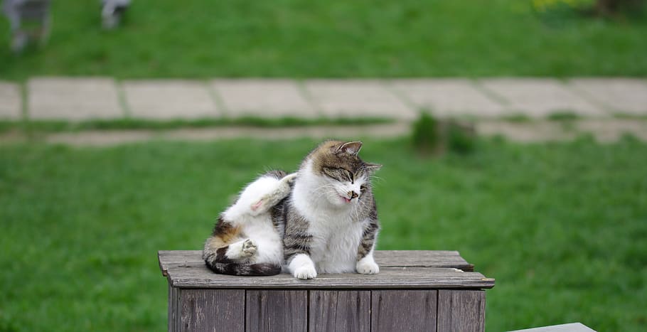 cat, cute, fluffy, animals, feline, kitten, adorable, tamed HD wallpaper