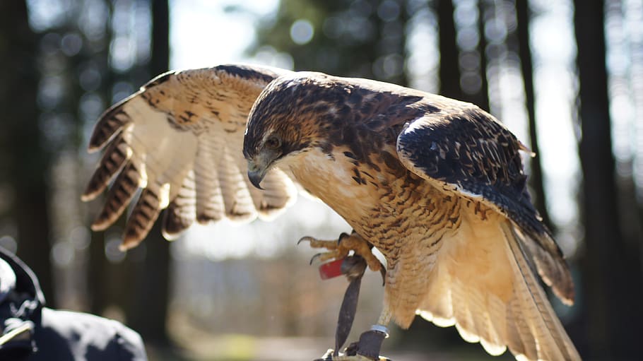raptor, nature, wing, bird, feather, animal portrait, wild bird HD wallpaper