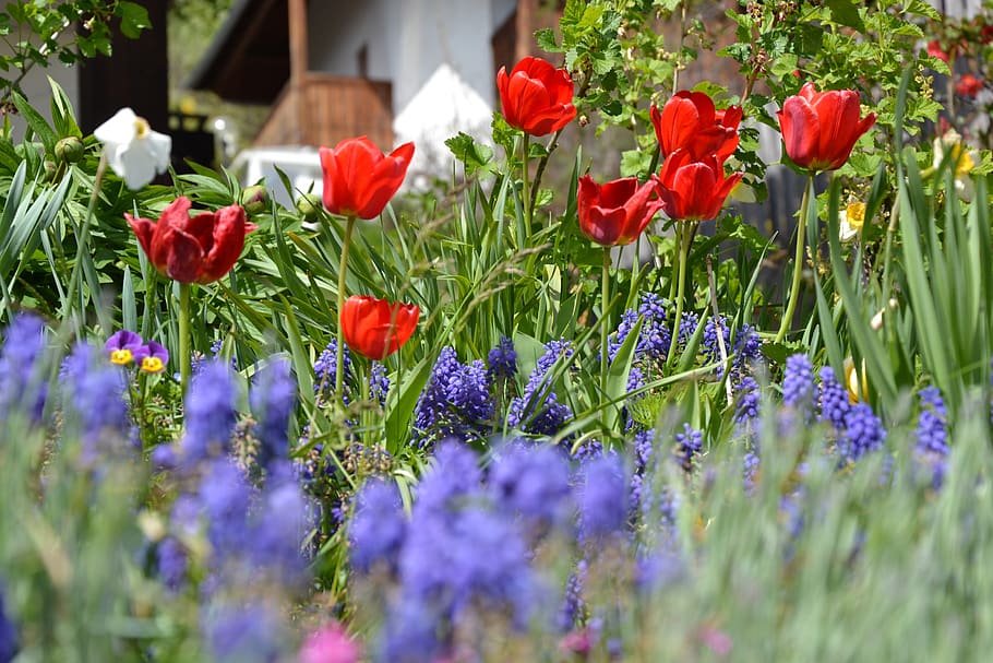 tulips, spring, flowers, flowering plant, vulnerability, fragility HD wallpaper