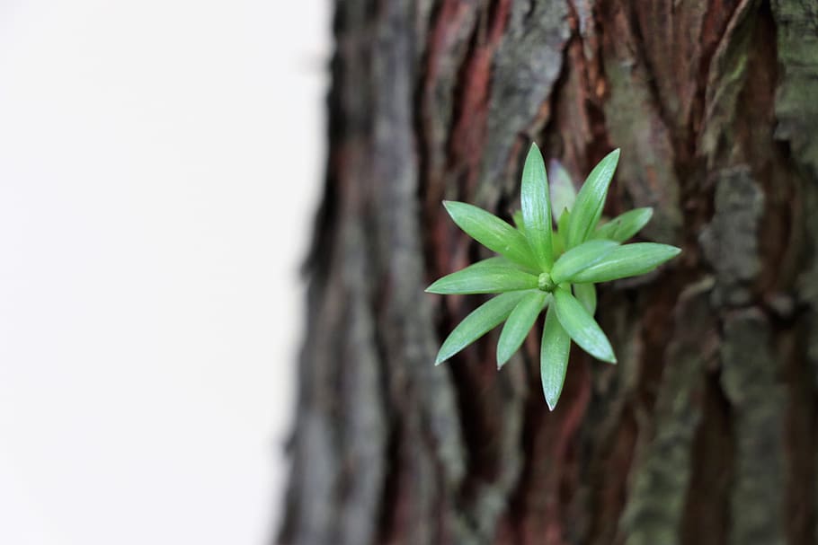tree, trunk, nature, trees, green, escape, rostock, beginning HD wallpaper