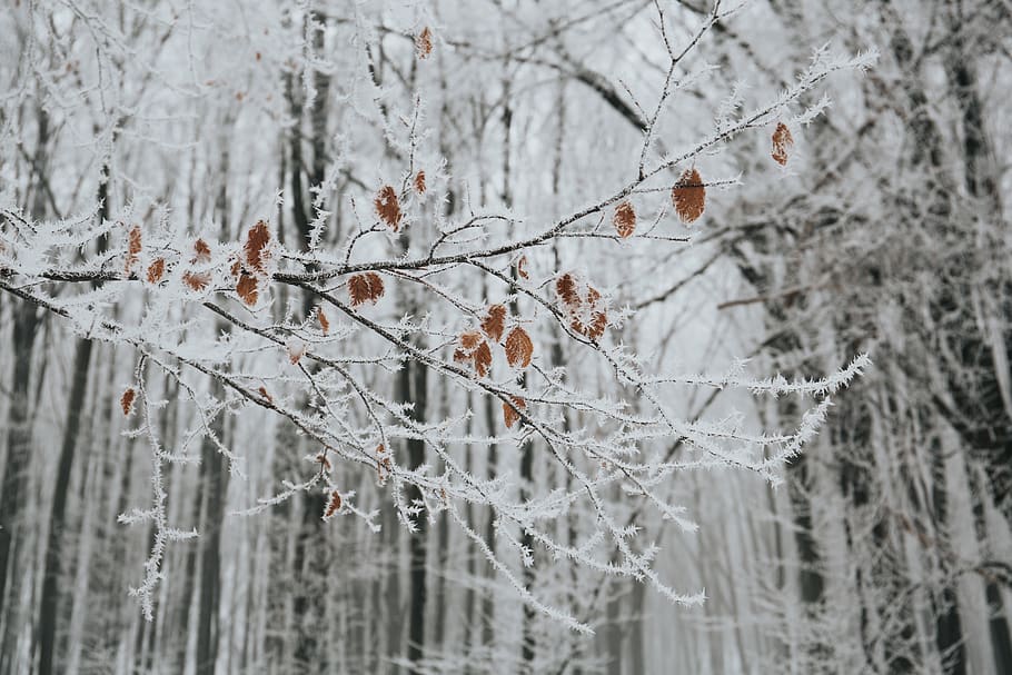 snow, winter, white, cold, weather, ice, trees, plants, nature HD wallpaper