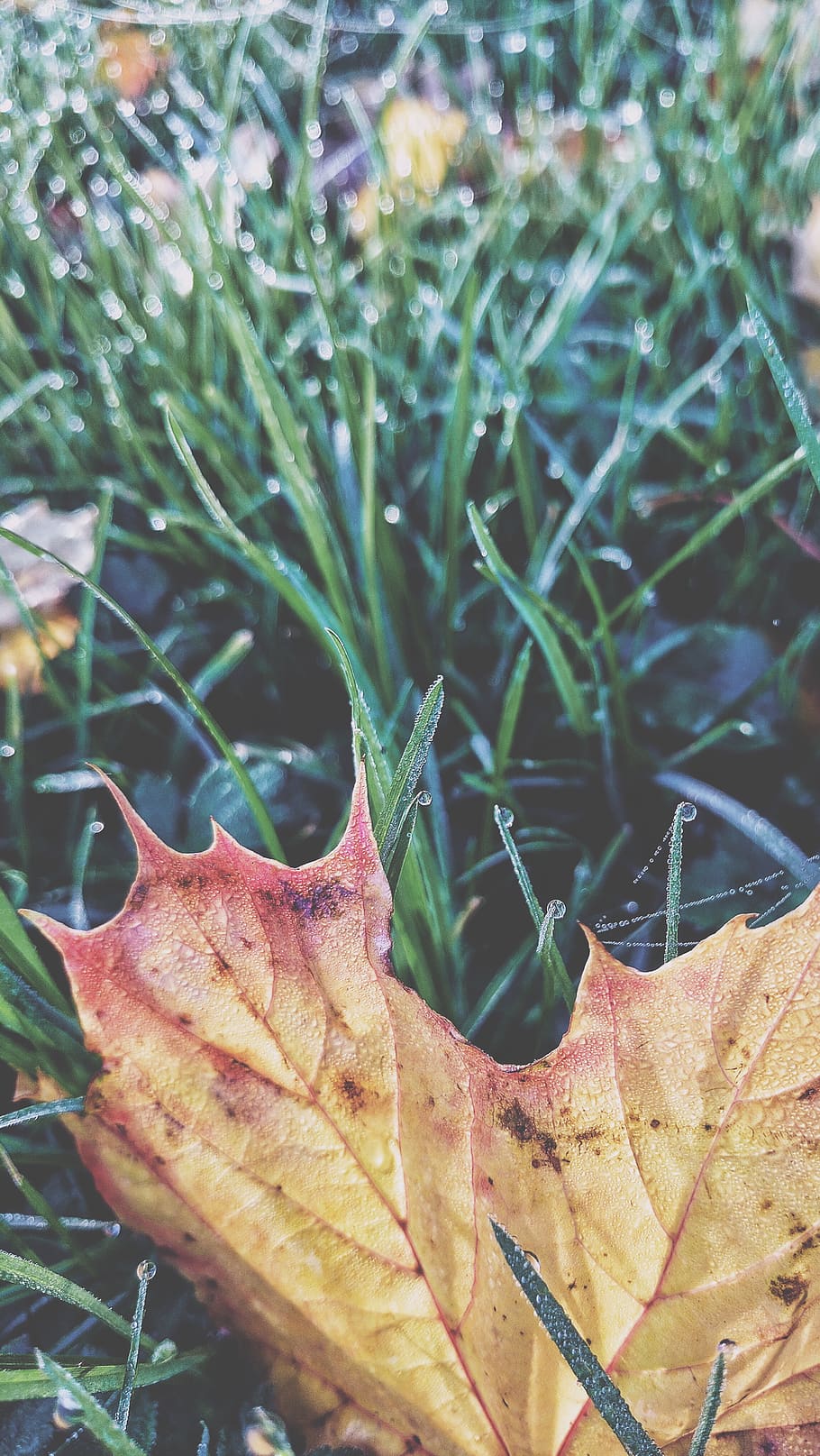 A large dried orange leaf in the grass., plant, plant part, growth HD wallpaper