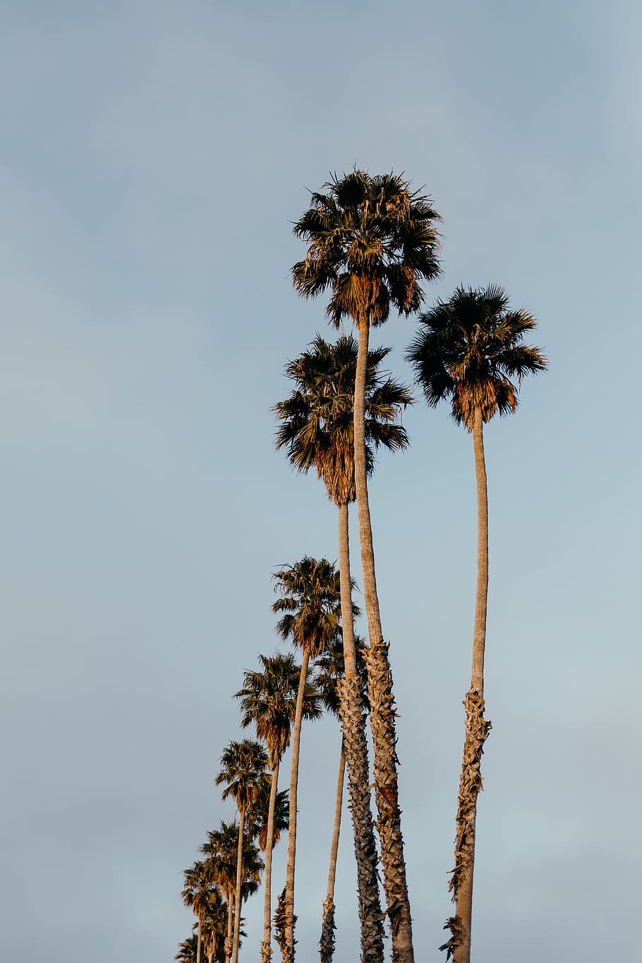 green palm trees, trunk, tropical, nature, sunset, sky, exotic HD wallpaper