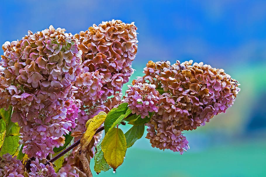 faded, hydrangea, panicle hydrangea, autumn, transient, dry HD wallpaper