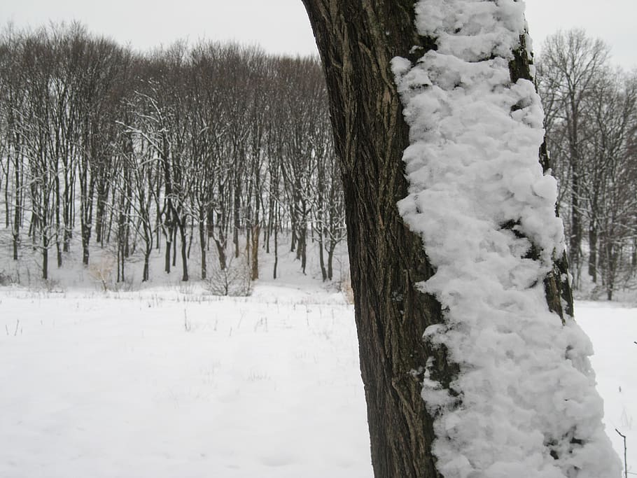 trees, forest, winter, snow, cold temperature, plant, tree trunk HD wallpaper
