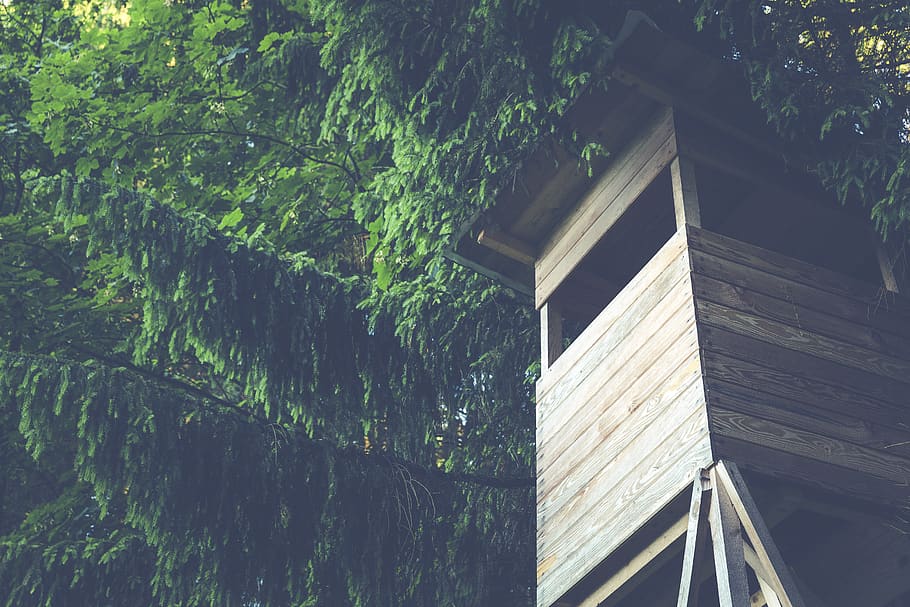 Brown Wooden House With Green Trees, branches, nature, tree house HD wallpaper