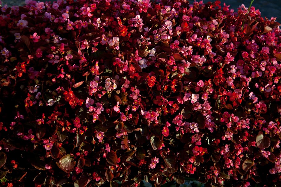 background, roses, red, valentine, floral, flower, flowers HD wallpaper