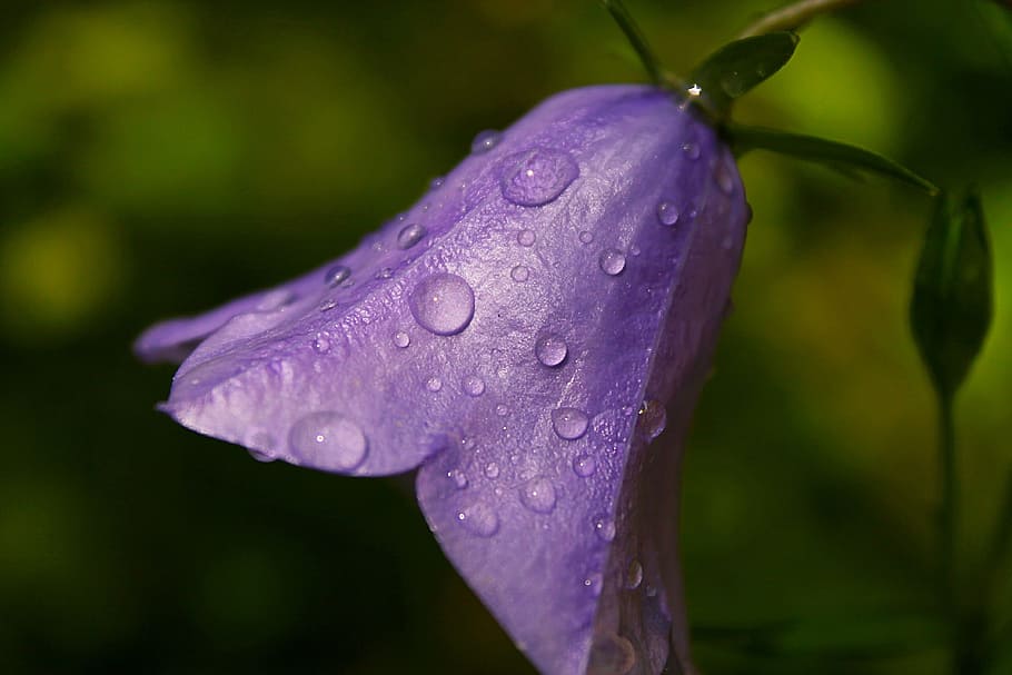 Close-up Photo of Purple Campanula Flower, beautiful, blooming HD wallpaper