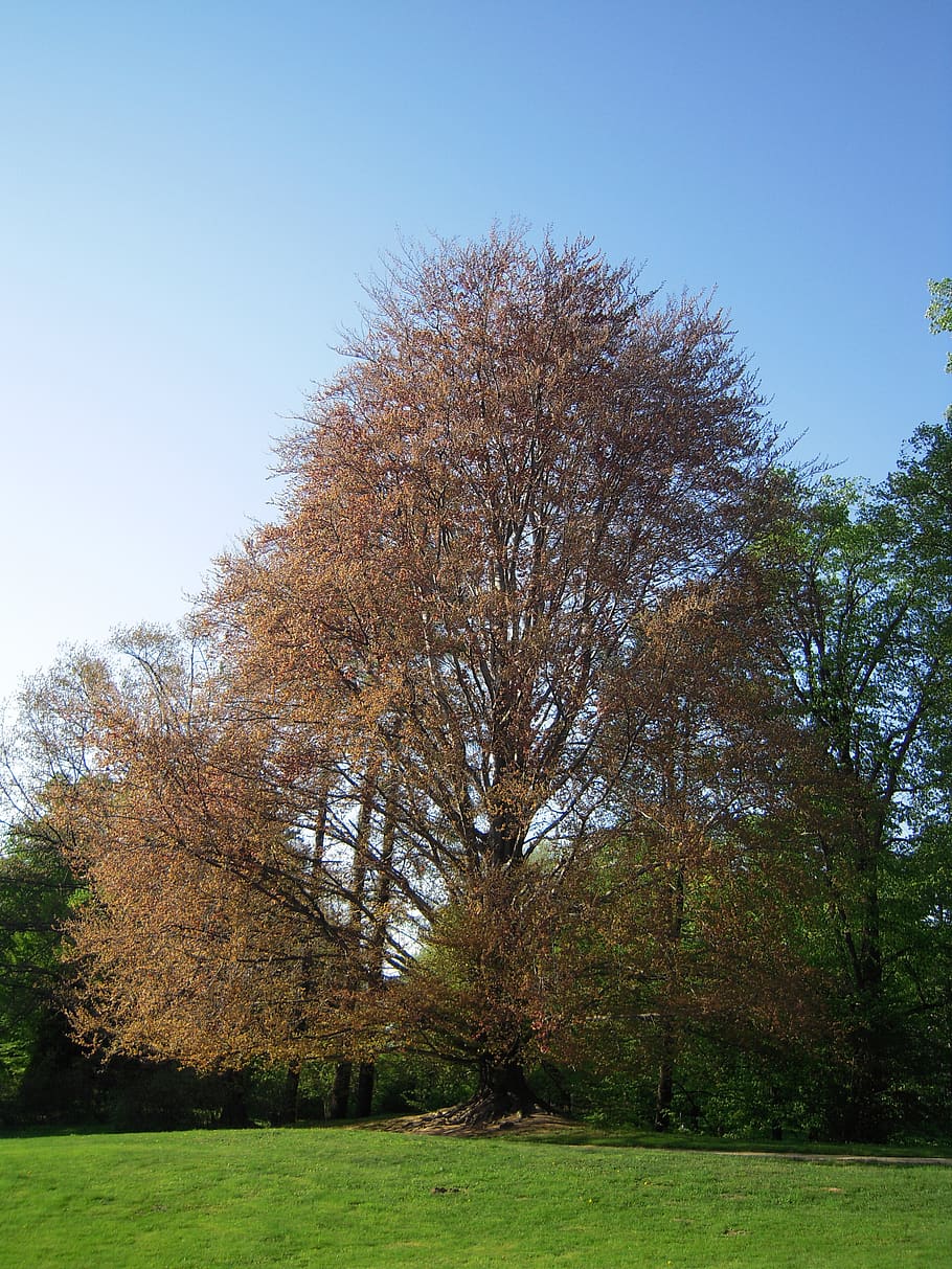 łańcut, tree, garden, spring, nature, plant, sky, beauty in nature HD wallpaper