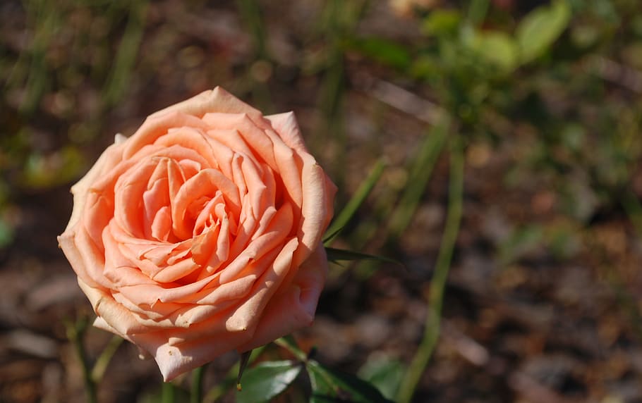 rose, flowers, flowering plant, beauty in nature, rose - flower HD wallpaper