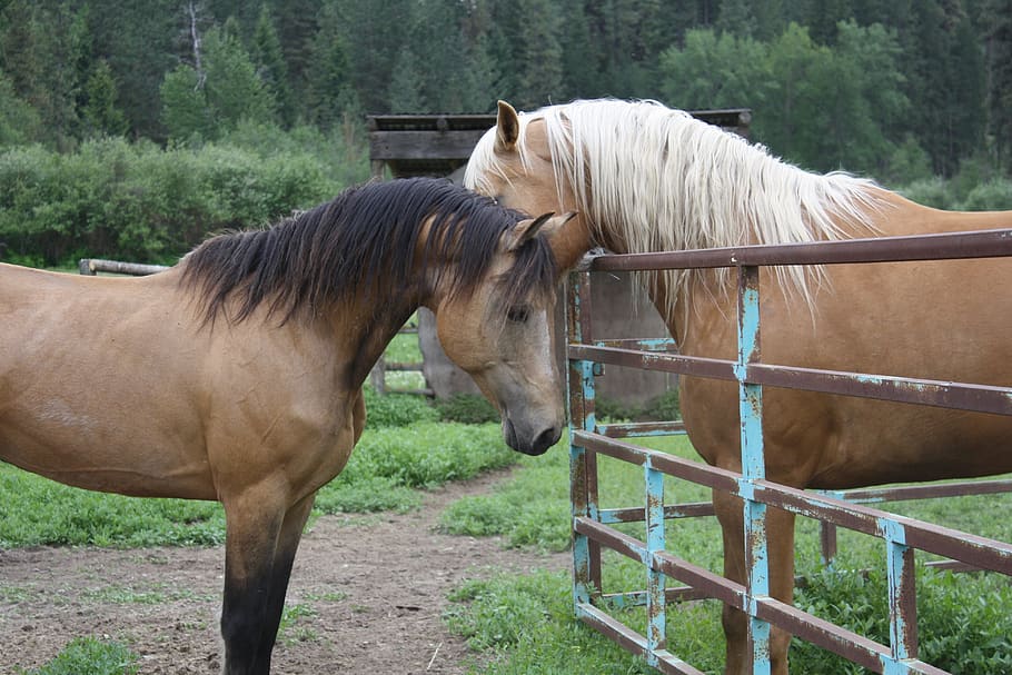 horses, stallion, mare, livestock, mammal, domestic animals HD wallpaper
