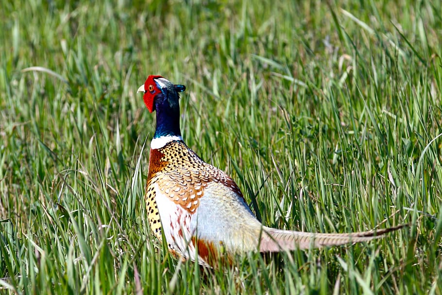 canada, saskatchewan, bird, animal themes, grass, vertebrate HD wallpaper