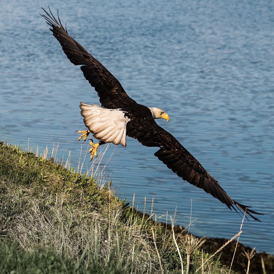eagle, bald, flying, sky, water, river, wings, predator, bird HD wallpaper