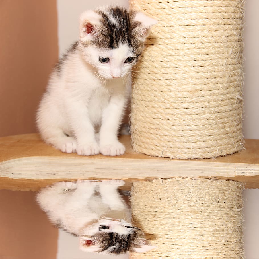 cat, small, young, mirroring, kitten, cute, pet, animal, charming HD wallpaper