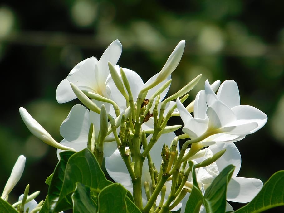 flores, flower, branco, flowering plant, beauty in nature, growth HD wallpaper