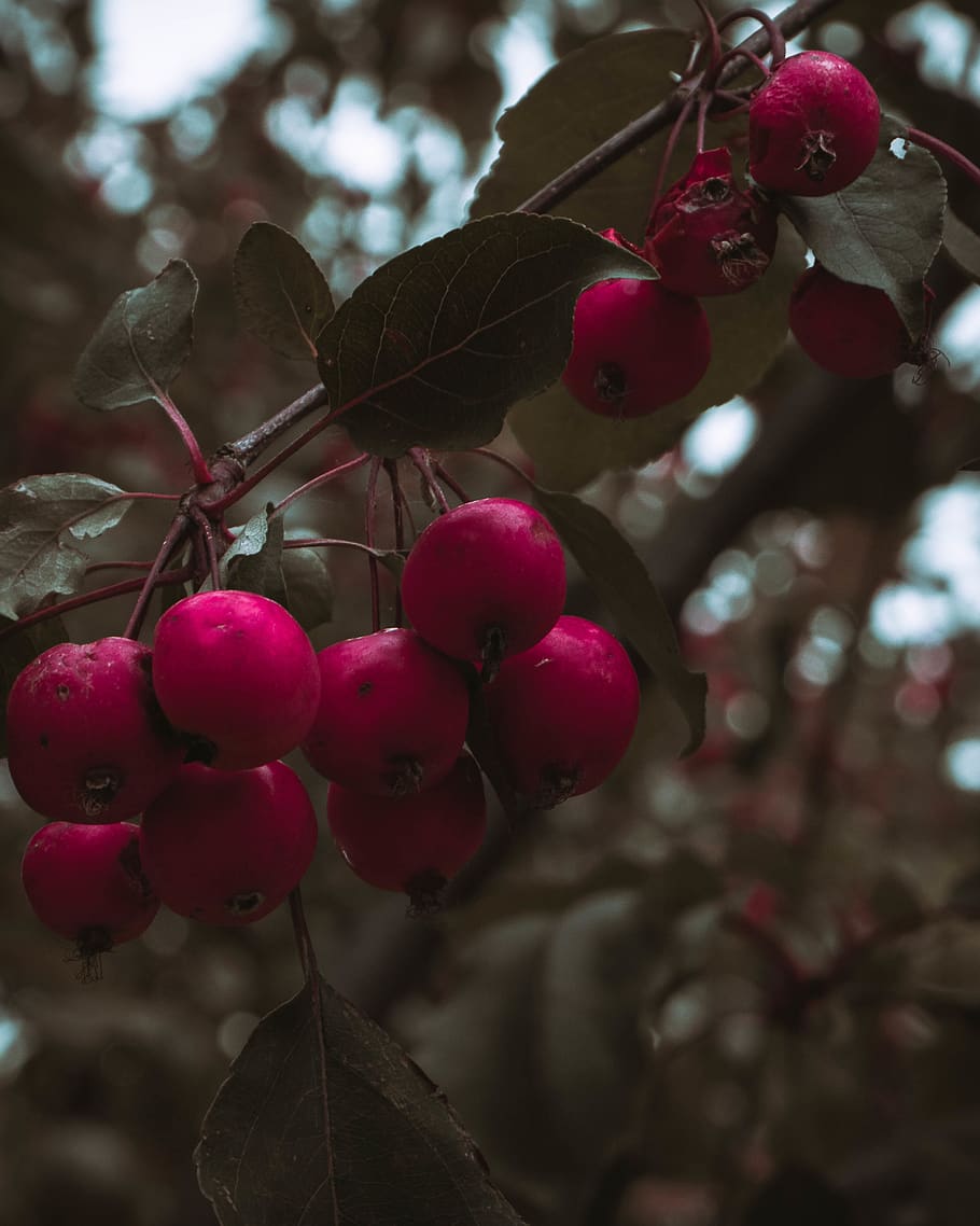 fruit, healthy eating, food and drink, red, close-up, growth HD wallpaper